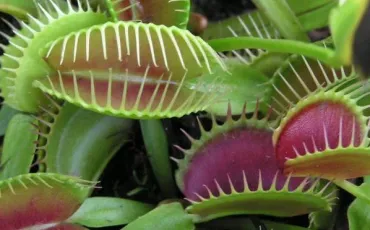 Quiz Plantes carnivores