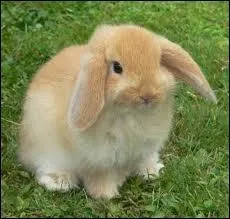 Combien pse un lapin blier ?