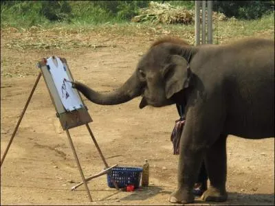 C'est grce aux oreilles de cet lphant, mont par un cornac, que vous dcouvrirez cette rgion o les castes prdominent !