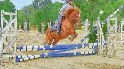 Dans quelles activits questre fait-on du saut d'obstacle ?