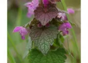 Quiz Fleurs des champs et des forts