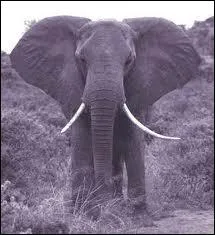 Les lphants vivent dans une structure matriarcale, le groupe est guid par une lphante femelle appele  matriarche .