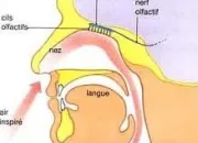 Quiz Anatomie du corps humain (16)