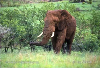 Sur quels continents pouvez-vous voir un lphant sauvage ?