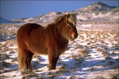 De quelle race est ce poney ?