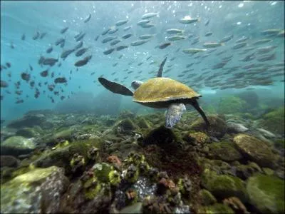 Pour commencer, direction les les Galapagos.  quel pays sud-amricain sont-elles rattaches ?