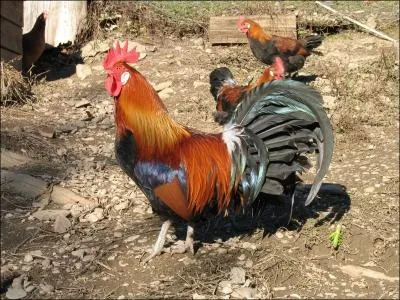 Une question pour  vous mettre dans le bain . Pourquoi l'emblme de la France, ds l'origine, a t le coq ?