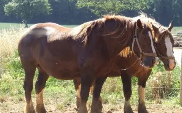 Quiz Chevaux