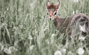 Quiz Animaux