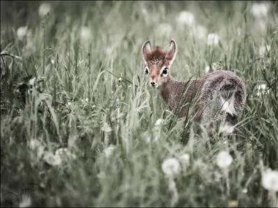 C'est un minuscule bovid africain, le dik-dik !