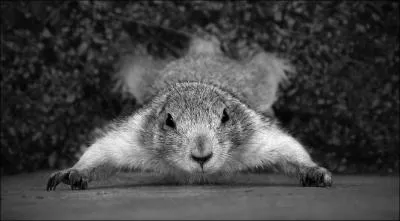 Ca fait rire les oiseaux / Et danser les cureuils !