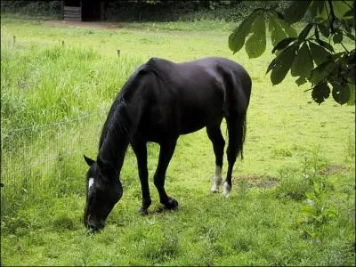 Quelle est la robe de ce cheval ?