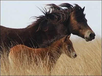 Quel est le nom de ce poney ?