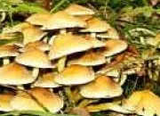 Quiz Les champignons