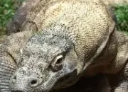 Quiz Le varan de Komodo