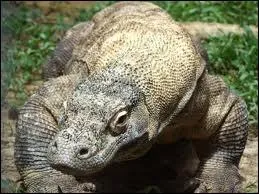 De quelle famille fait partie le varan de Komodo ?