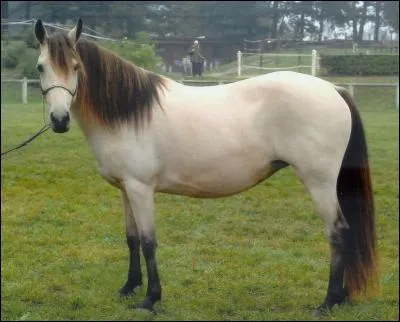 Quelle est la race de ce poney ?