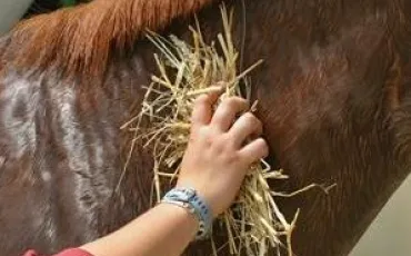 Quiz Chevaux