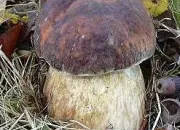 Quiz Les champignons