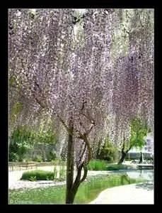 Jolie photo pour un joli jardin d'eau situ  la bambouseraie d'Anduze. Nous sommes dans le Gard. Quel est son numro de dpartement ?