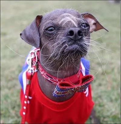 Pour quelle raison ce chien chinois nomm  Mugly  a-t-il fait rcemment la une des journaux ?