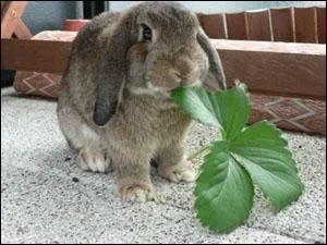 Quelle feuille ce lapin grignote-t-il ?