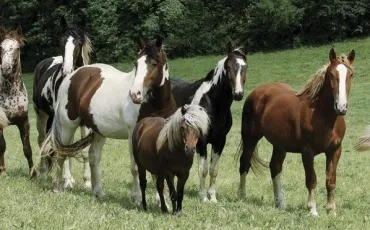 Quiz Chevaux