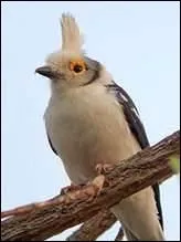 Vif et mobile, gris au plumage gay de vert olive ou citron, il se nourrit de nectar dans le parc national des Hauts de la Runion ou dans les jardins de L'le Maurice.