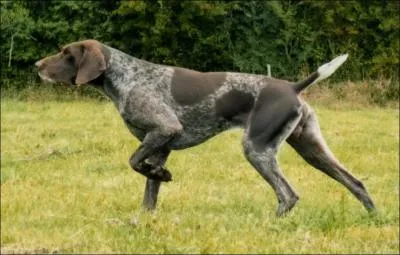 Quelle est la race de ce chien ?