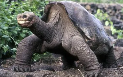 Tortue gante des Galapagos, clbre dans le monde entier, elle vient de mourir, elle tait la dernire de son espce !