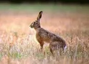 Quiz Membres d'une famille d'animaux