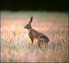 Qui est ma femelle ?