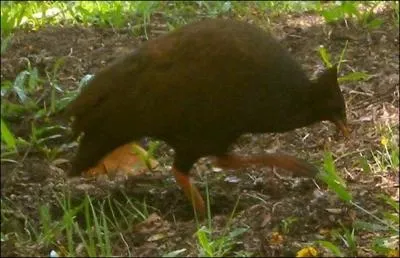 Le mgapode, oiseau de Nouvelle-Guine, a une tonnante particularit :