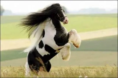 Quelle est la race de ce cheval ?