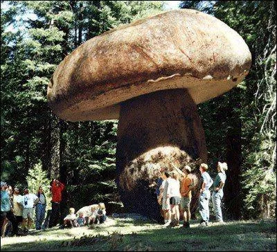 Quelle surface maximum peut occuper, sous terre, le myclium d'un champignon ?