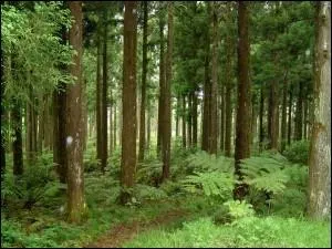 Comment appelle-t-on la culture de la forêt ?