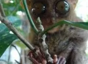 Quiz Le tarsier