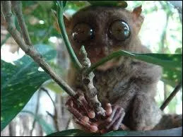 Sans compter la queue, combien mesure environ le tarsier ?