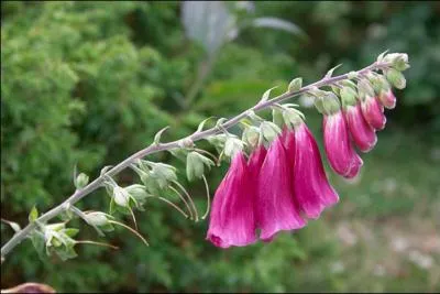 Quelle est cette fleur ?