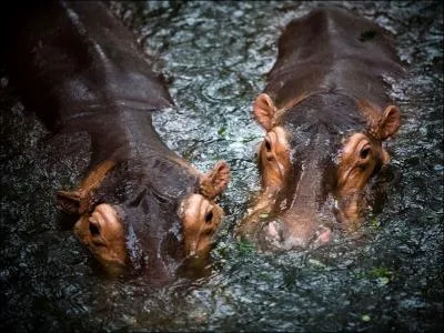 Un hippopotame sauve une gazelle des crocs d'un crocodile, au parc Krueger !