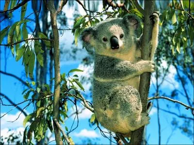 De quoi se nourrit le koala ?