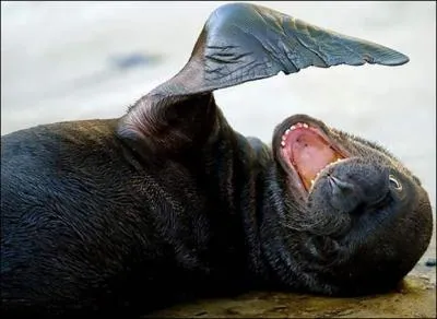 Cet animal est une loutre !