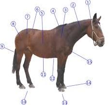 Quiz Equitation