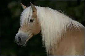 Quelle est la race de ce poney ?