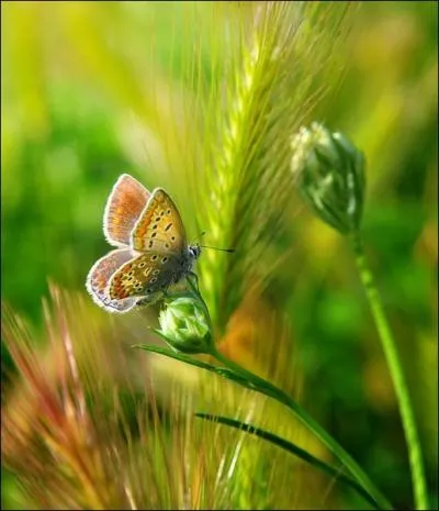 Certaines espces de papillons peuvent vivre plusieurs mois !