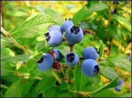 Ces petits fruits bleus portent d'ailleurs le nom de bleuets en certains lieux, comme au Qubec. Mais ils sont surtout connus sous le nom de ?