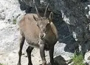 Quiz Les animaux de la montagne