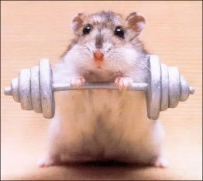 Ce hamster fait de l'haltrophilie !