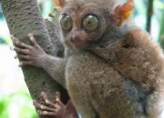 Quiz Le tarsier