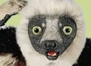 Quiz Zoboomafoo